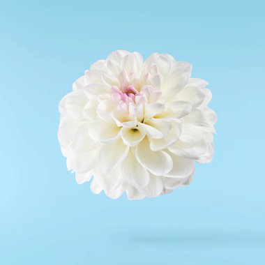 Güzel beyaz Dahlia çiçeği mavi arka planda izole bir şekilde gökyüzüne düşüyor. Yükselme ya da sıfır yerçekimi kavramı. Yüksek çözünürlük