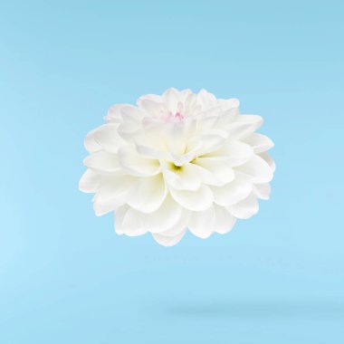 Güzel beyaz Dahlia çiçeği mavi arka planda izole bir şekilde gökyüzüne düşüyor. Yükselme ya da sıfır yerçekimi kavramı. Yüksek çözünürlük