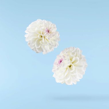 Güzel beyaz Dahlia çiçeği mavi arka planda izole bir şekilde gökyüzüne düşüyor. Yükselme ya da sıfır yerçekimi kavramı. Yüksek çözünürlük