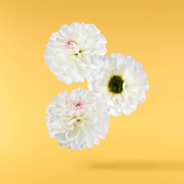 Güzel beyaz Dahlia çiçeği sarı arka planda izole bir şekilde havaya düşüyor. Yükselme ya da sıfır yerçekimi kavramı. Yüksek çözünürlük