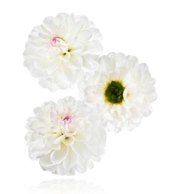 Güzel beyaz Dahlia çiçeği beyaz arka planda izole bir şekilde havaya düşüyor. Yükselme ya da sıfır yerçekimi kavramı. Yüksek çözünürlük