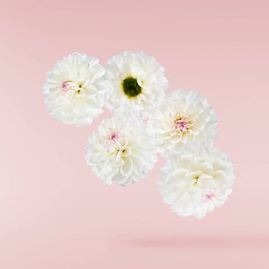 Güzel beyaz Dahlia çiçeği pembe arka planda izole bir şekilde havaya düşüyor. Yükselme ya da sıfır yerçekimi kavramı. Yüksek çözünürlük