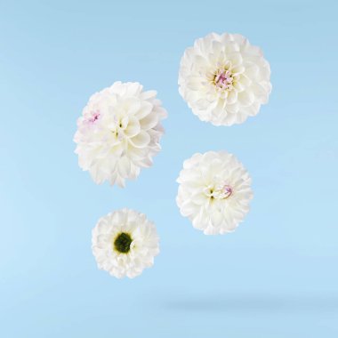 Güzel beyaz Dahlia çiçeği mavi arka planda izole bir şekilde gökyüzüne düşüyor. Yükselme ya da sıfır yerçekimi kavramı. Yüksek çözünürlük