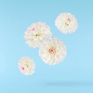 Güzel beyaz Dahlia çiçeği mavi arka planda izole bir şekilde gökyüzüne düşüyor. Yükselme ya da sıfır yerçekimi kavramı. Yüksek çözünürlük