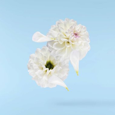Güzel beyaz Dahlia çiçeği mavi arka planda izole bir şekilde gökyüzüne düşüyor. Yükselme ya da sıfır yerçekimi kavramı. Yüksek çözünürlük