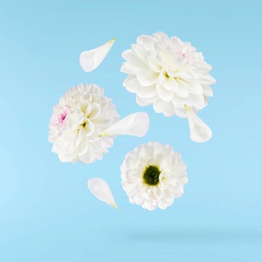 Güzel beyaz Dahlia çiçeği mavi arka planda izole bir şekilde gökyüzüne düşüyor. Yükselme ya da sıfır yerçekimi kavramı. Yüksek çözünürlük