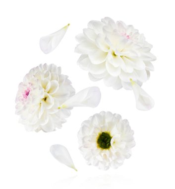 Güzel beyaz Dahlia çiçeği beyaz arka planda izole bir şekilde havaya düşüyor. Yükselme ya da sıfır yerçekimi kavramı. Yüksek çözünürlük