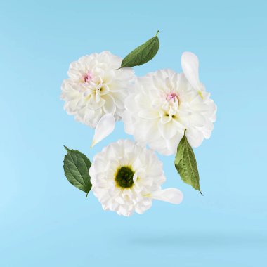 Güzel beyaz Dahlia çiçeği mavi arka planda izole bir şekilde gökyüzüne düşüyor. Yükselme ya da sıfır yerçekimi kavramı. Yüksek çözünürlük