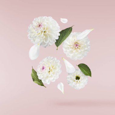 Güzel beyaz Dahlia çiçeği pembe arka planda izole bir şekilde havaya düşüyor. Yükselme ya da sıfır yerçekimi kavramı. Yüksek çözünürlük