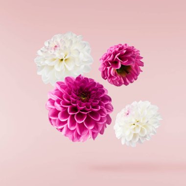Güzel beyaz ve mor Dahlia çiçeği pembe arka planda izole bir şekilde havaya düşüyor. Yükselme ya da sıfır yerçekimi kavramı. Yüksek çözünürlük