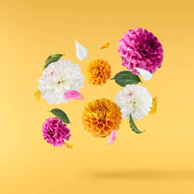 Havaya düşen güzel beyaz ve mor Dahlia çiçeği sarı arka planda izole edilmiş. Yükselme ya da sıfır yerçekimi kavramı. Yüksek çözünürlük