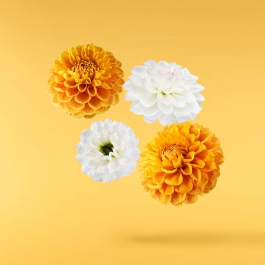 Havaya düşen güzel beyaz ve turuncu Dahlia çiçeği sarı arka planda izole edilmiş. Yükselme ya da sıfır yerçekimi kavramı. Yüksek çözünürlük