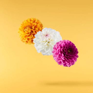 Havaya düşen güzel beyaz ve mor Dahlia çiçeği sarı arka planda izole edilmiş. Yükselme ya da sıfır yerçekimi kavramı. Yüksek çözünürlük