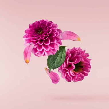 Güzel beyaz ve mor Dahlia çiçeği pembe arka planda izole bir şekilde havaya düşüyor. Yükselme ya da sıfır yerçekimi kavramı. Yüksek çözünürlük