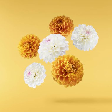 Havaya düşen güzel beyaz ve turuncu Dahlia çiçeği sarı arka planda izole edilmiş. Yükselme ya da sıfır yerçekimi kavramı. Yüksek çözünürlük
