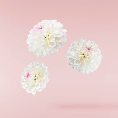 Güzel beyaz Dahlia çiçeği pembe arka planda izole bir şekilde havaya düşüyor. Yükselme ya da sıfır yerçekimi kavramı. Yüksek çözünürlük