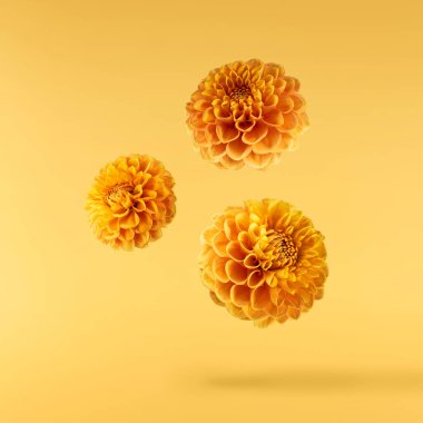 Güzel taze turuncu Dahlia çiçeği sarı arka planda izole bir şekilde havaya düşüyor. Yükselme ya da sıfır yerçekimi kavramı. Yüksek çözünürlük