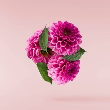 Pembe arka planda izole bir şekilde gökyüzüne düşen güzel mor Dahlia çiçeği. Yükselme ya da sıfır yerçekimi kavramı. Yüksek çözünürlük