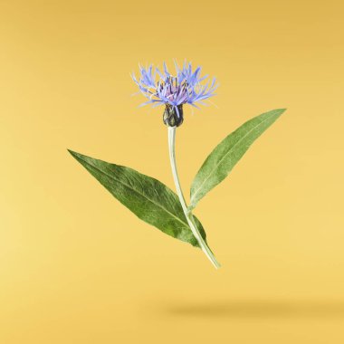 Taze çiçek, güzel mavi çiçekler, sarı arka planda izole bir şekilde gökyüzüne düşüyor. Sıfır yerçekimi veya yükselme ilkbahar çiçekleri konsepti, yüksek çözünürlüklü görüntü