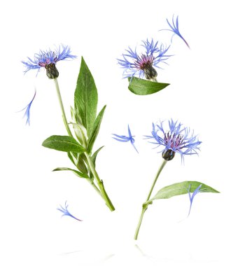 Taze çiçek, güzel mavi çiçekler, beyaz arka planda izole bir şekilde havaya düşüyor. Sıfır yerçekimi veya yükselme ilkbahar çiçekleri konsepti, yüksek çözünürlüklü görüntü