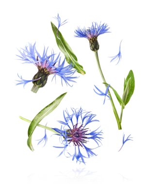 Taze çiçek, güzel mavi çiçekler, beyaz arka planda izole bir şekilde havaya düşüyor. Sıfır yerçekimi veya yükselme ilkbahar çiçekleri konsepti, yüksek çözünürlüklü görüntü