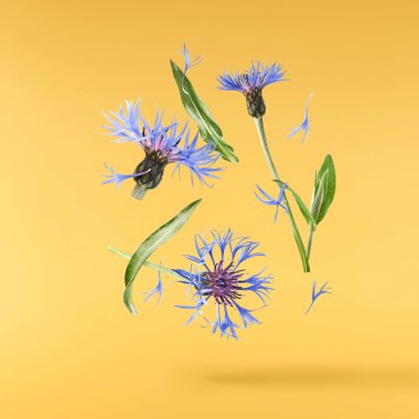 Taze çiçek, güzel mavi çiçekler, sarı arka planda izole bir şekilde gökyüzüne düşüyor. Sıfır yerçekimi veya yükselme ilkbahar çiçekleri konsepti, yüksek çözünürlüklü görüntü