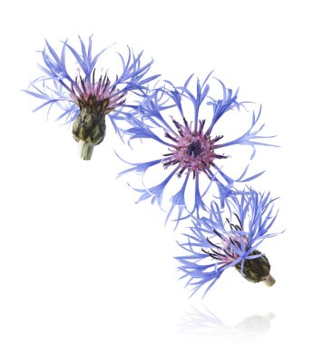 Taze çiçek, güzel mavi çiçekler, beyaz arka planda izole bir şekilde havaya düşüyor. Sıfır yerçekimi veya yükselme ilkbahar çiçekleri konsepti, yüksek çözünürlüklü görüntü