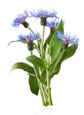 Taze çiçek, güzel mavi çiçekler, beyaz arka planda izole bir şekilde havaya düşüyor. Sıfır yerçekimi veya yükselme ilkbahar çiçekleri konsepti, yüksek çözünürlüklü görüntü