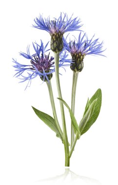 Taze çiçek, güzel mavi çiçekler, beyaz arka planda izole bir şekilde havaya düşüyor. Sıfır yerçekimi veya yükselme ilkbahar çiçekleri konsepti, yüksek çözünürlüklü görüntü