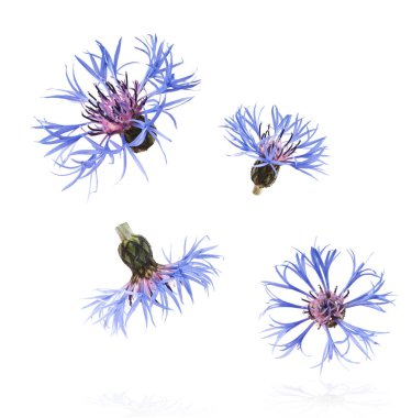 Taze çiçek, güzel mavi çiçekler, beyaz arka planda izole bir şekilde havaya düşüyor. Sıfır yerçekimi veya yükselme ilkbahar çiçekleri konsepti, yüksek çözünürlüklü görüntü