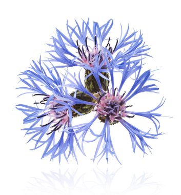 Taze çiçek, güzel mavi çiçekler, beyaz arka planda izole bir şekilde havaya düşüyor. Sıfır yerçekimi veya yükselme ilkbahar çiçekleri konsepti, yüksek çözünürlüklü görüntü