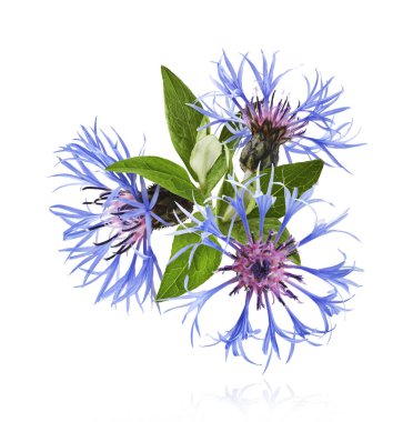 Taze çiçek, güzel mavi çiçekler, beyaz arka planda izole bir şekilde havaya düşüyor. Sıfır yerçekimi veya yükselme ilkbahar çiçekleri konsepti, yüksek çözünürlüklü görüntü