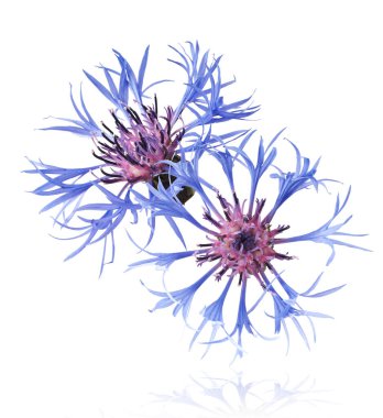 Taze çiçek, güzel mavi çiçekler, beyaz arka planda izole bir şekilde havaya düşüyor. Sıfır yerçekimi veya yükselme ilkbahar çiçekleri konsepti, yüksek çözünürlüklü görüntü