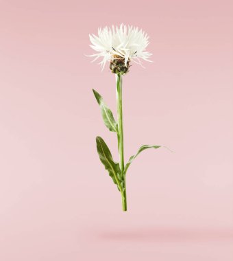 Taze çiçek açan güzel beyaz çiçekler pembe arka planda izole bir şekilde havaya düşüyor. Sıfır yerçekimi veya yükselme ilkbahar çiçekleri konsepti, yüksek çözünürlüklü görüntü