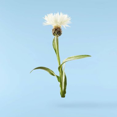 Taze çiçek açan güzel beyaz çiçekler mavi arka planda izole bir şekilde havaya düşüyor. Sıfır yerçekimi veya yükselme ilkbahar çiçekleri konsepti, yüksek çözünürlüklü görüntü