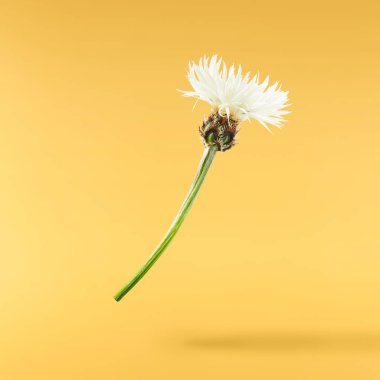 Taze çiçek açan güzel beyaz çiçekler sarı arka planda izole bir şekilde havaya düşüyor. Sıfır yerçekimi veya yükselme ilkbahar çiçekleri konsepti, yüksek çözünürlüklü görüntü