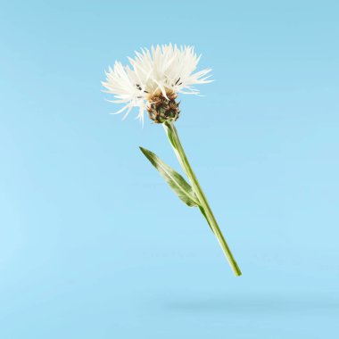 Taze çiçek açan güzel beyaz çiçekler mavi arka planda izole bir şekilde havaya düşüyor. Sıfır yerçekimi veya yükselme ilkbahar çiçekleri konsepti, yüksek çözünürlüklü görüntü