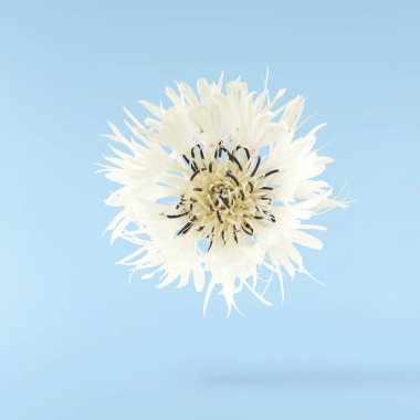 Taze çiçek açan güzel beyaz çiçekler mavi arka planda izole bir şekilde havaya düşüyor. Sıfır yerçekimi veya yükselme ilkbahar çiçekleri konsepti, yüksek çözünürlüklü görüntü