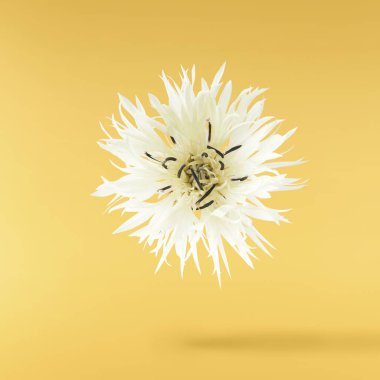 Taze çiçek açan güzel beyaz çiçekler sarı arka planda izole bir şekilde havaya düşüyor. Sıfır yerçekimi veya yükselme ilkbahar çiçekleri konsepti, yüksek çözünürlüklü görüntü