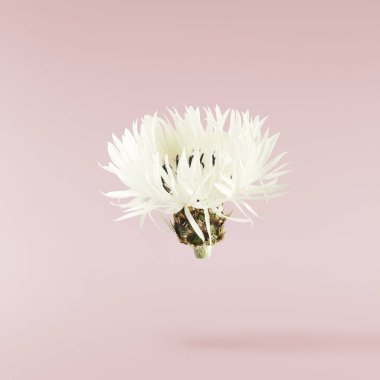 Taze çiçek açan güzel beyaz çiçekler pembe arka planda izole bir şekilde havaya düşüyor. Sıfır yerçekimi veya yükselme ilkbahar çiçekleri konsepti, yüksek çözünürlüklü görüntü