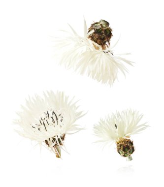 Taze çiçek açan güzel beyaz çiçekler beyaz arka planda izole bir şekilde havaya düşüyor. Sıfır yerçekimi veya yükselme ilkbahar çiçekleri konsepti, yüksek çözünürlüklü görüntü