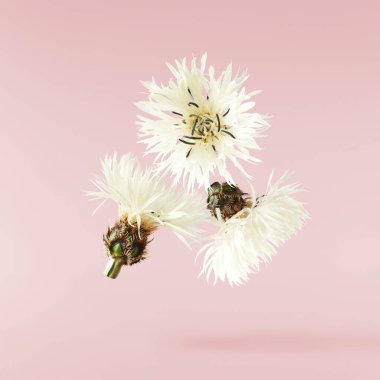 Taze çiçek açan güzel beyaz çiçekler pembe arka planda izole bir şekilde havaya düşüyor. Sıfır yerçekimi veya yükselme ilkbahar çiçekleri konsepti, yüksek çözünürlüklü görüntü