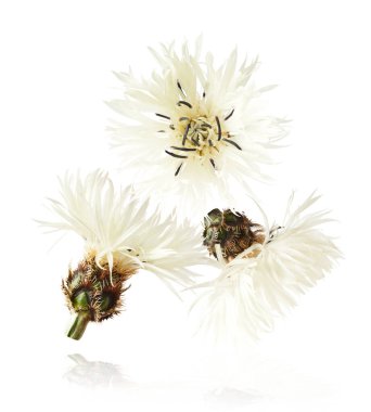 Taze çiçek açan güzel beyaz çiçekler beyaz arka planda izole bir şekilde havaya düşüyor. Sıfır yerçekimi veya yükselme ilkbahar çiçekleri konsepti, yüksek çözünürlüklü görüntü