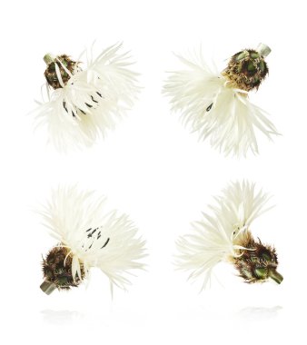 Taze çiçek açan güzel beyaz çiçekler beyaz arka planda izole bir şekilde havaya düşüyor. Sıfır yerçekimi veya yükselme ilkbahar çiçekleri konsepti, yüksek çözünürlüklü görüntü