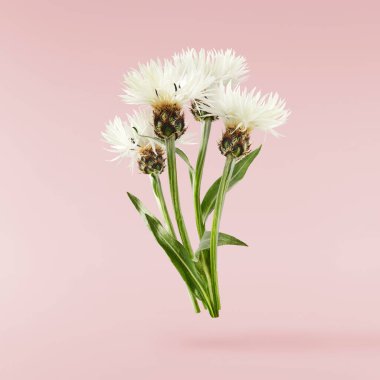 Taze çiçek açan güzel beyaz çiçekler pembe arka planda izole bir şekilde havaya düşüyor. Sıfır yerçekimi veya yükselme ilkbahar çiçekleri konsepti, yüksek çözünürlüklü görüntü