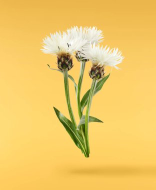 Taze çiçek açan güzel beyaz çiçekler sarı arka planda izole bir şekilde havaya düşüyor. Sıfır yerçekimi veya yükselme ilkbahar çiçekleri konsepti, yüksek çözünürlüklü görüntü