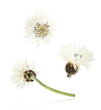 Taze çiçek açan güzel beyaz çiçekler beyaz arka planda izole bir şekilde havaya düşüyor. Sıfır yerçekimi veya yükselme ilkbahar çiçekleri konsepti, yüksek çözünürlüklü görüntü