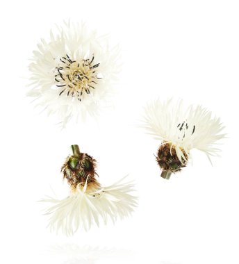 Taze çiçek açan güzel beyaz çiçekler beyaz arka planda izole bir şekilde havaya düşüyor. Sıfır yerçekimi veya yükselme ilkbahar çiçekleri konsepti, yüksek çözünürlüklü görüntü