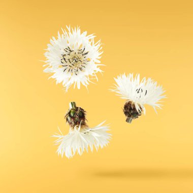 Taze çiçek açan güzel beyaz çiçekler sarı arka planda izole bir şekilde havaya düşüyor. Sıfır yerçekimi veya yükselme ilkbahar çiçekleri konsepti, yüksek çözünürlüklü görüntü