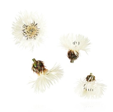 Taze çiçek açan güzel beyaz çiçekler beyaz arka planda izole bir şekilde havaya düşüyor. Sıfır yerçekimi veya yükselme ilkbahar çiçekleri konsepti, yüksek çözünürlüklü görüntü